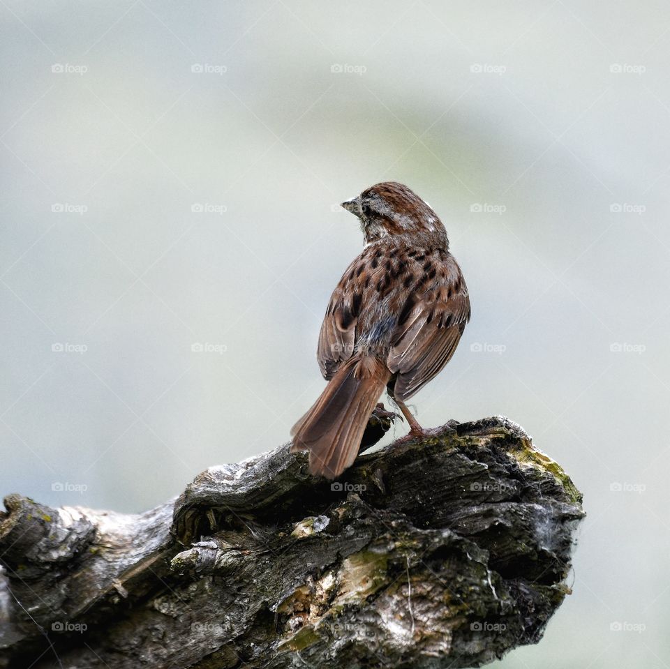 Song Sparrow 