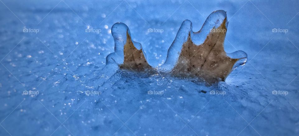 Beautiful nature. Frozen leaf in winter.