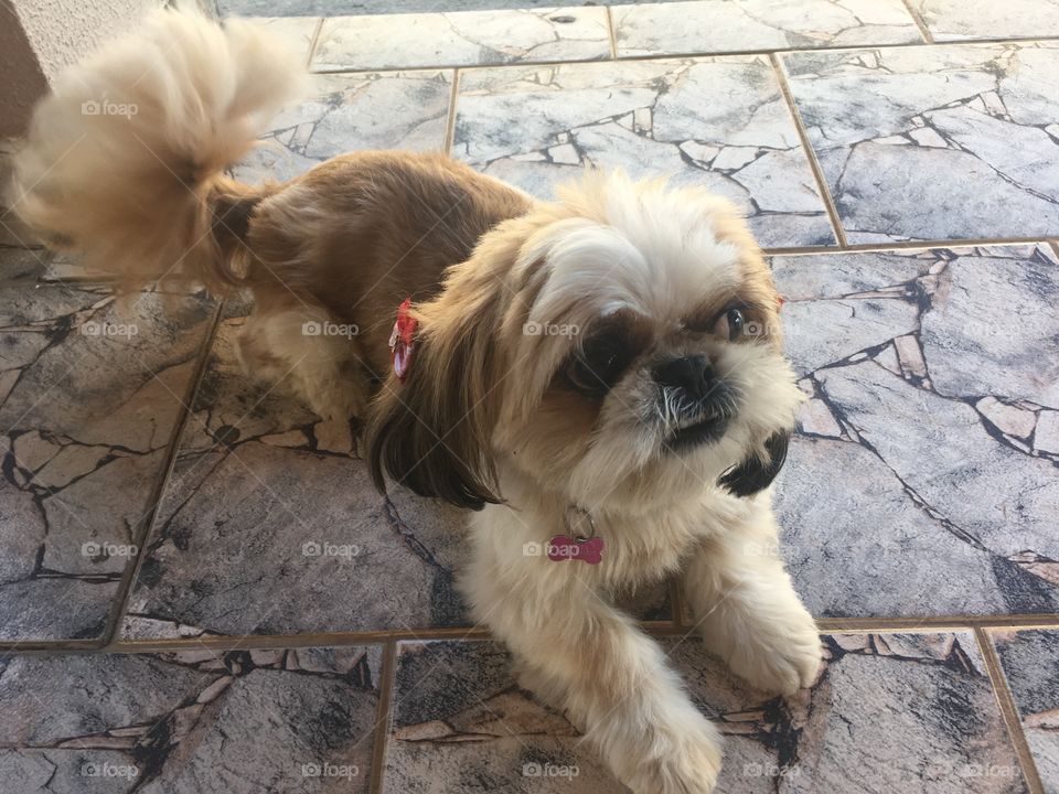 Pepita, nossa cachorrinha bagunceira.