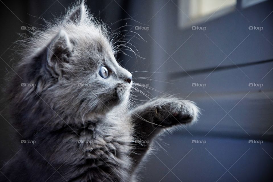 cute little grey kitten