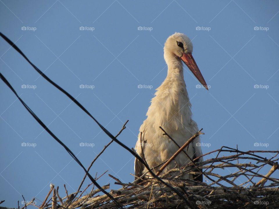 Stork in the nest