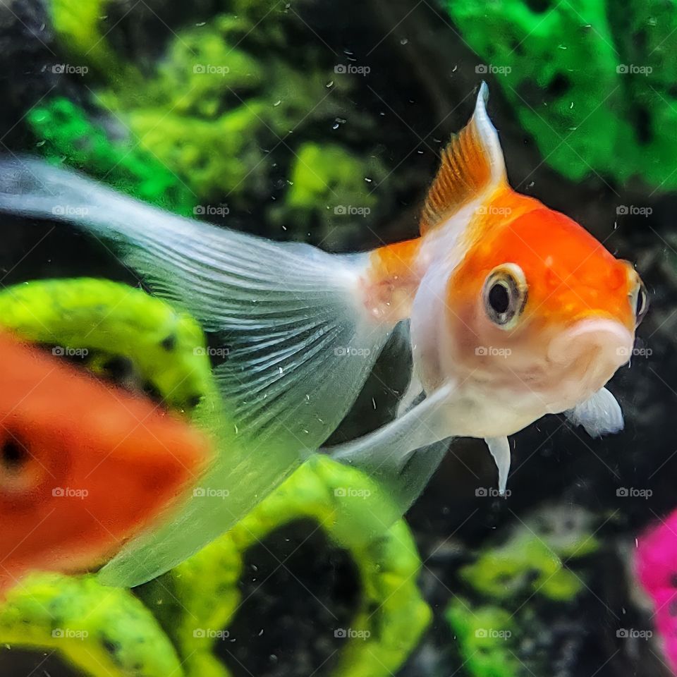 goldfish in the aquarium nemo