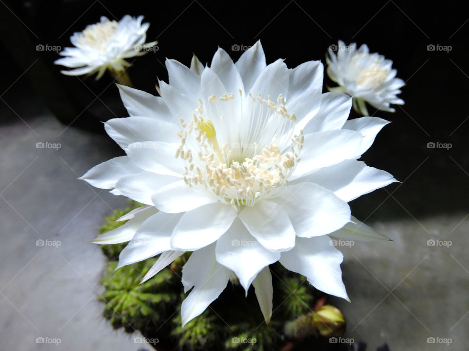 White flower growing on plant