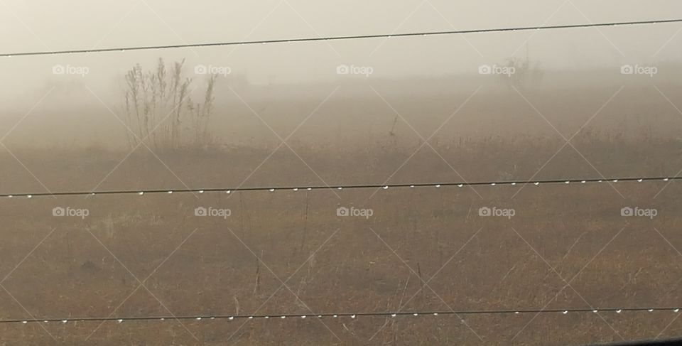 Dew on fence