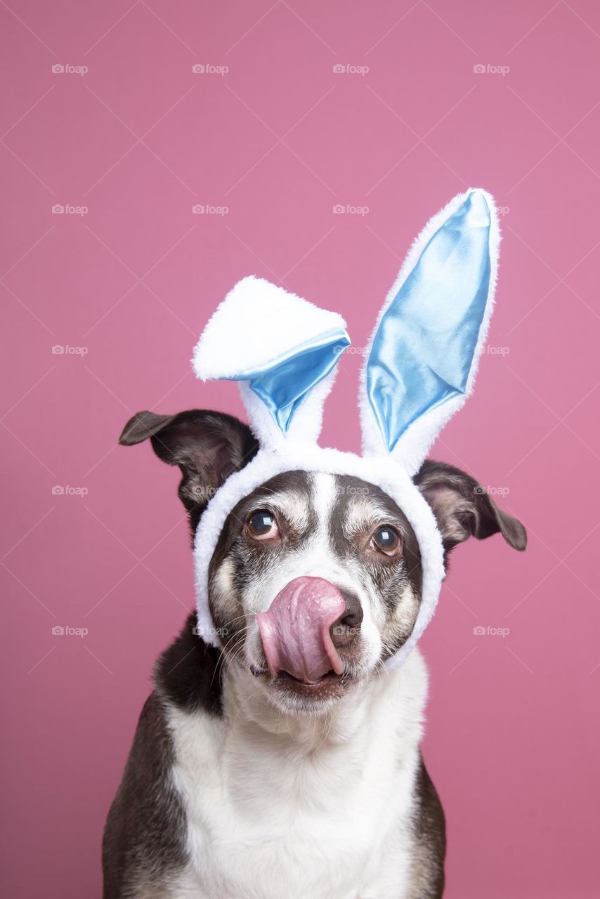 Dog wearing bunny ears and licking his nose