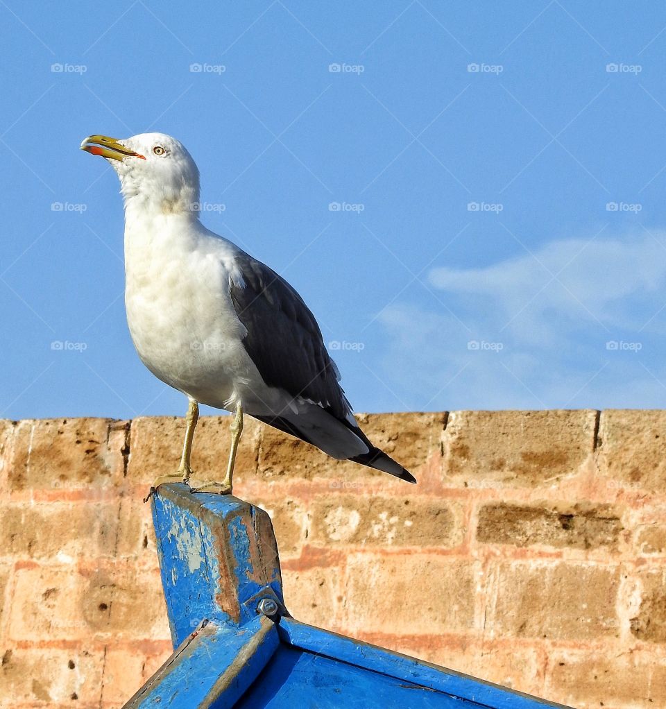 Seagull on boat