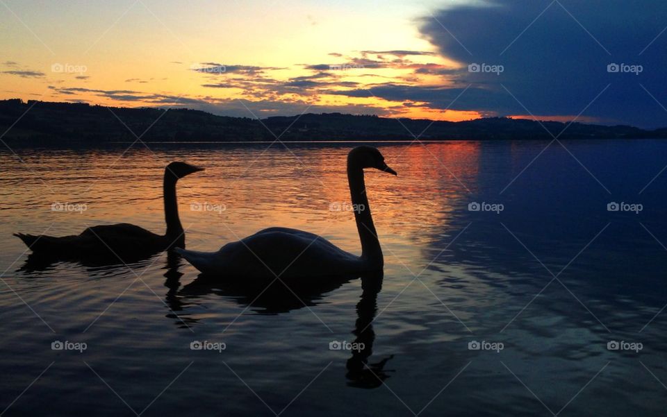 Silhouette of swans during sunset