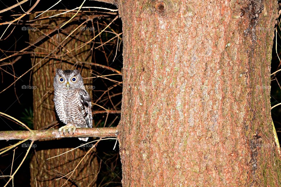 Owl perched on tree branch