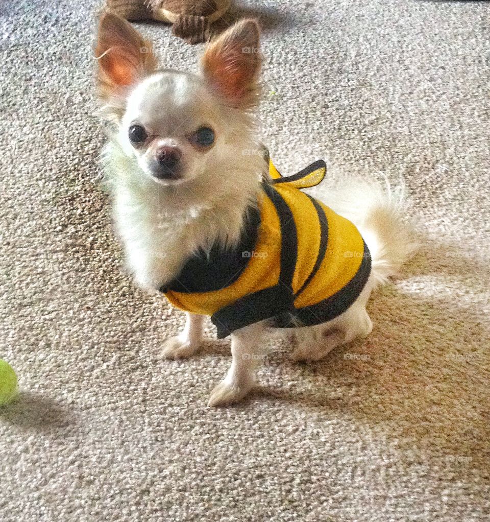 Chihuahua bee