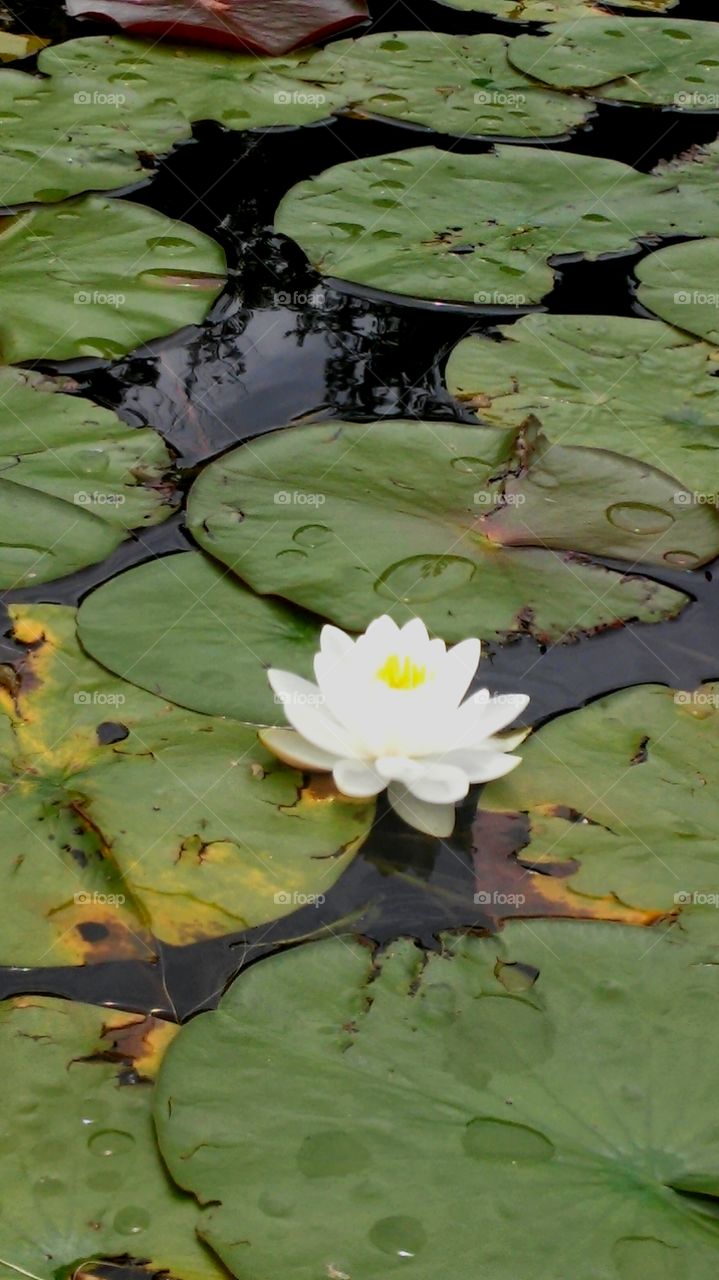 Lovely lily pad field