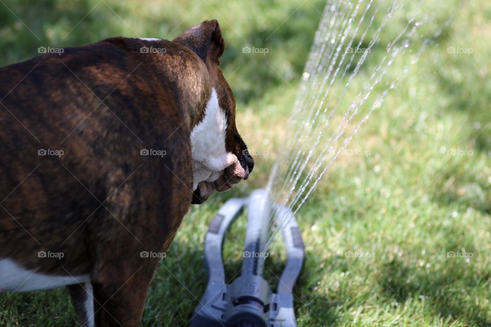 Boxer looking at sprinkler 