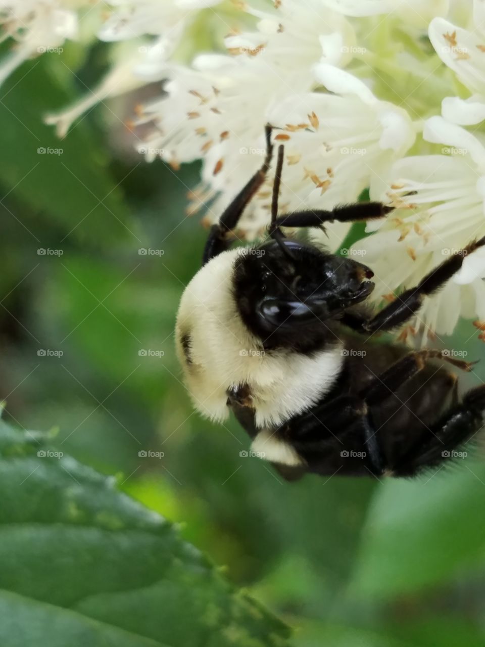 Bumble bee on flowers