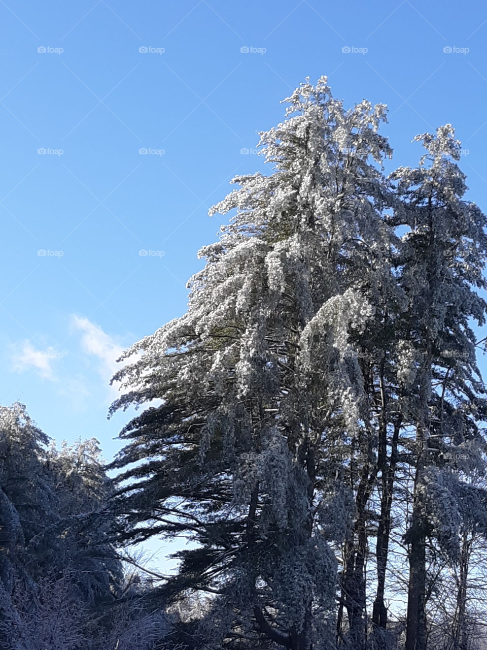 icy pines