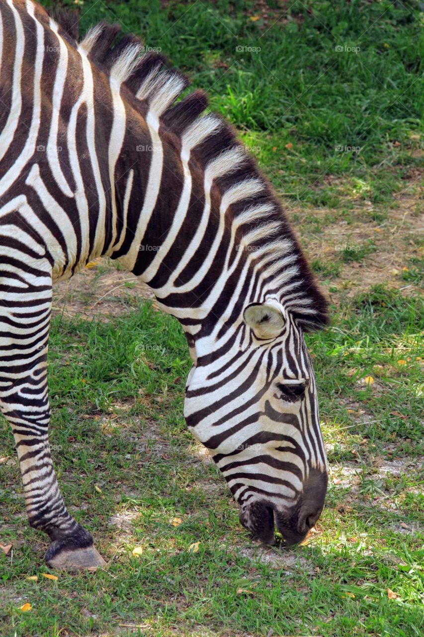 Snacking Zebra