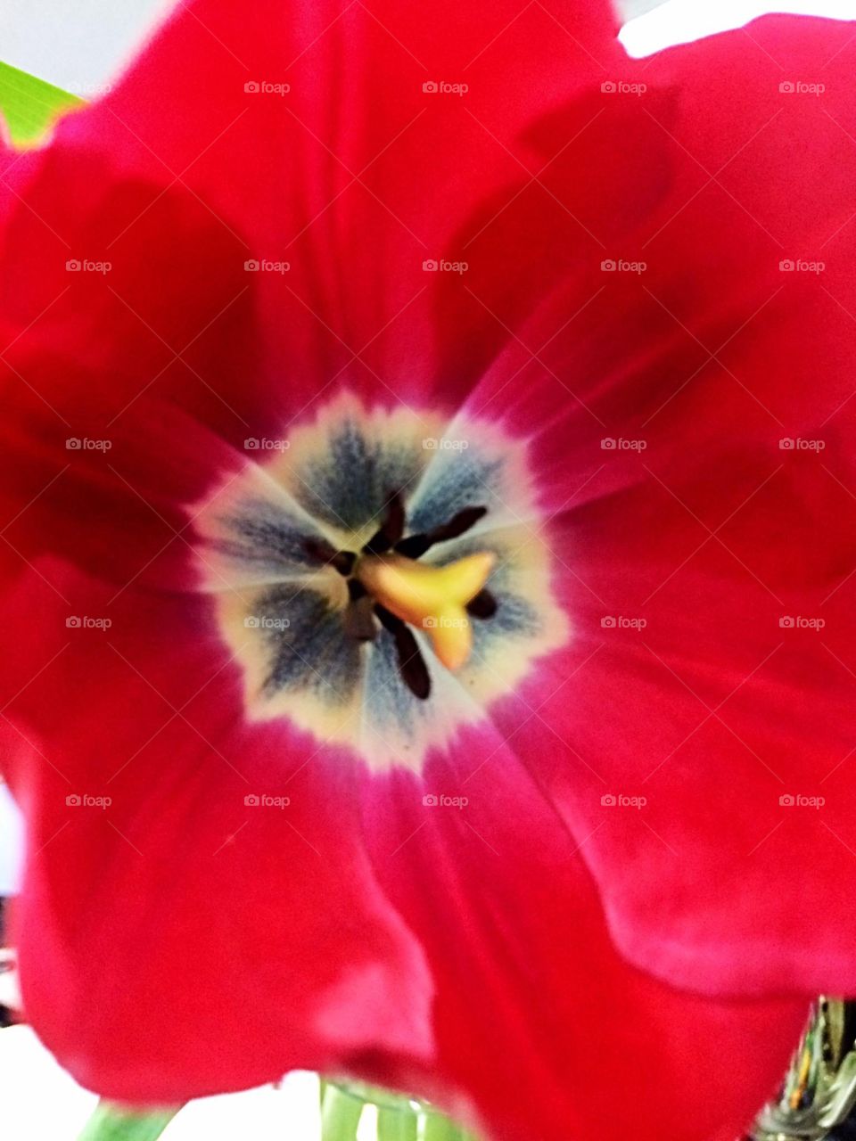 Red Tulip