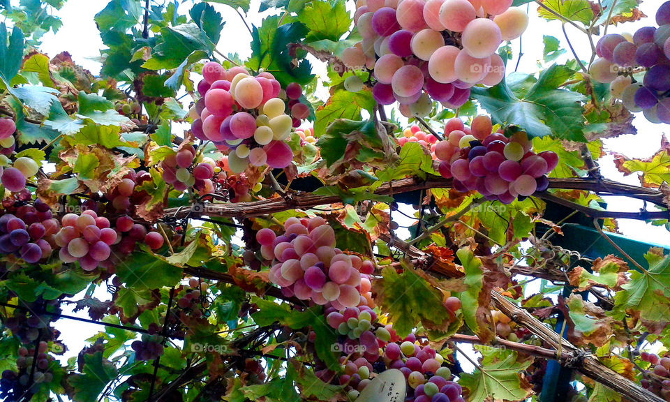 The grape is a fruit obtained from the vine. The grapes come in bunches, they are small and sweet. They are eaten fresh or they are used to produce agraz, must, wine, vinegar and pisco.