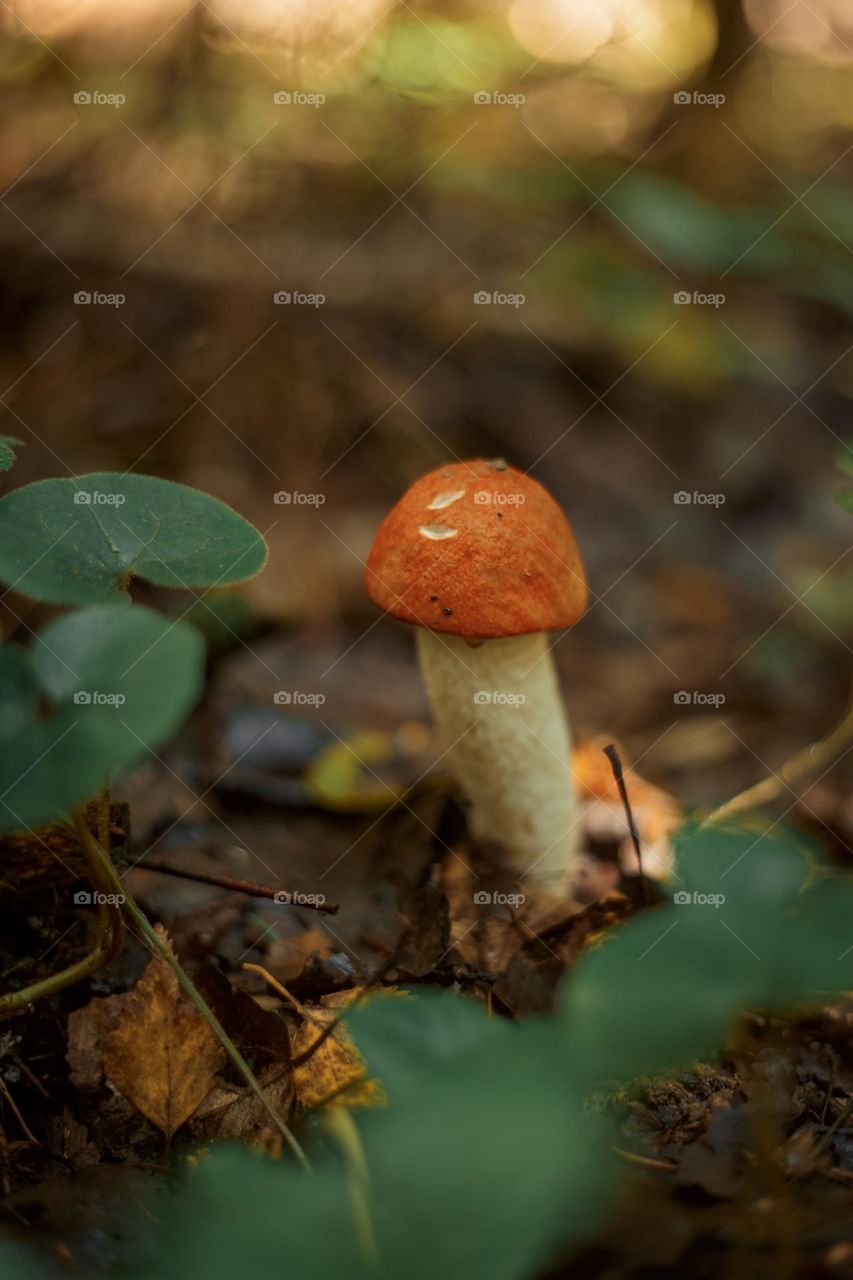 Mushrooms in a autumn sunny forest