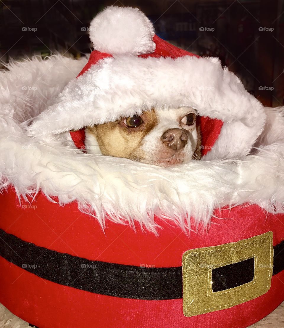 Chihuahua in Santa suit and Santa bed peers out of cozy bed