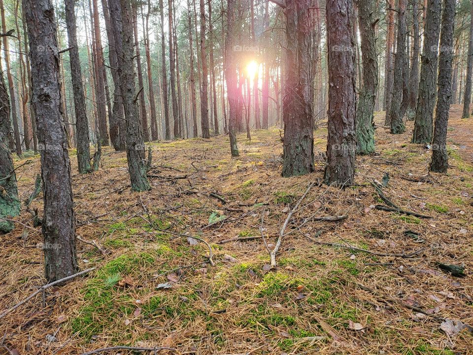 Sunset in a forest