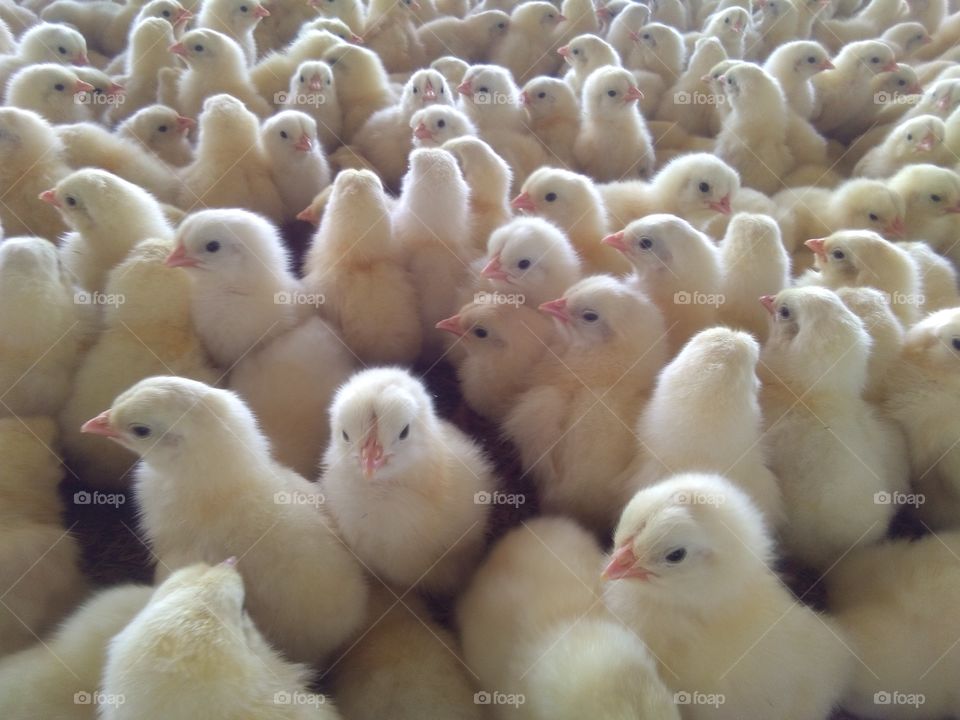 commercial layer Chicks