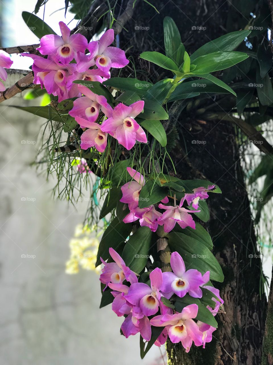 Orquídeas 