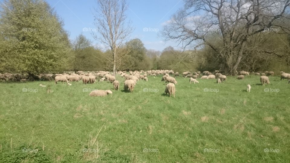 Sheep eating or relaxing on a grass field on a warm and sunny spring day
