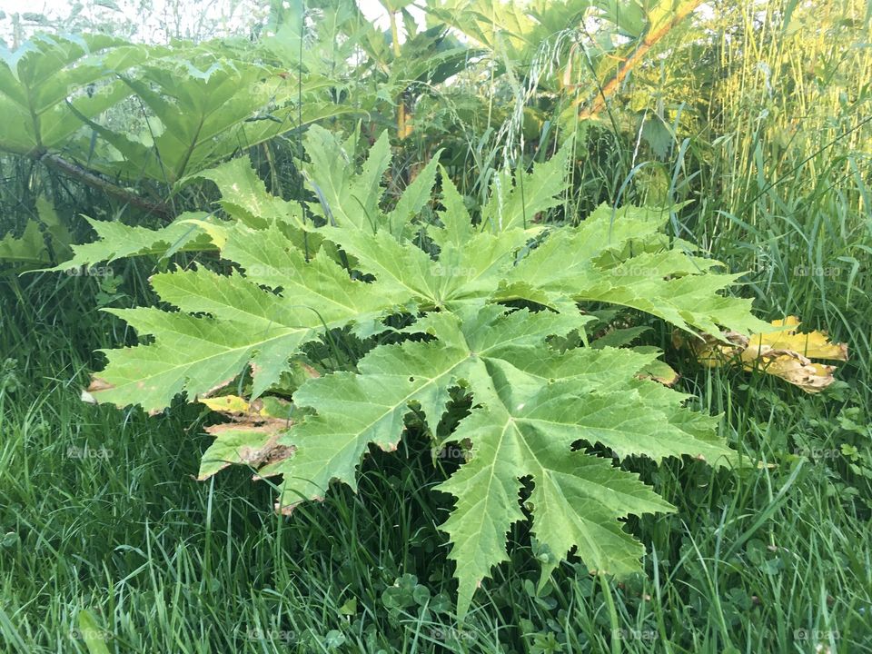 Bear claw leaf in the Netherlands