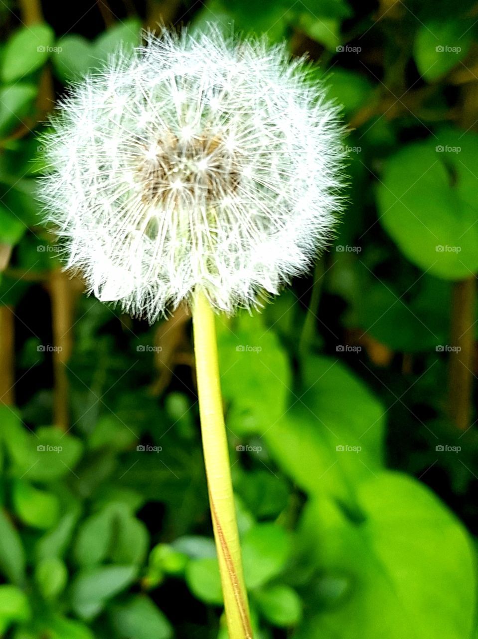 dandilion seeds in summer