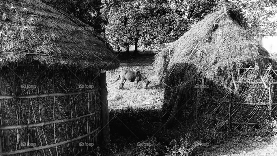 Lonesome horse sorting out what matters most...filling the belly 