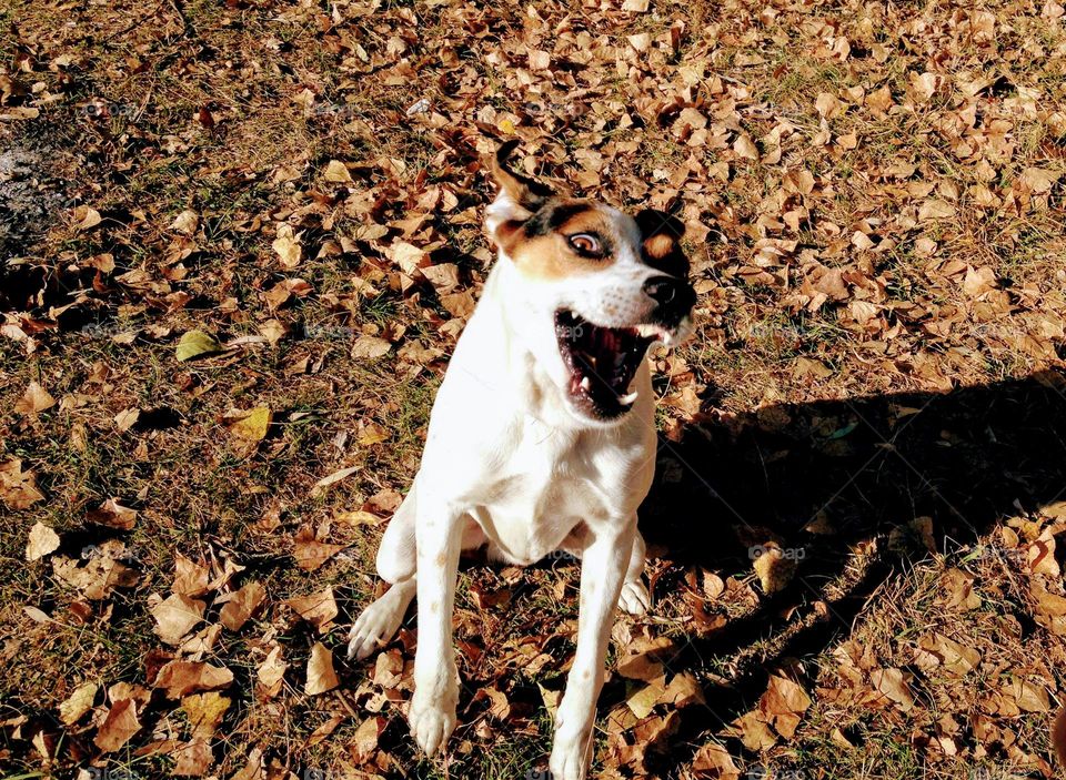 happy doggy in the park