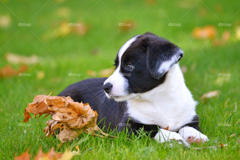 Grass, Animal, Dog, Cute, Mammal