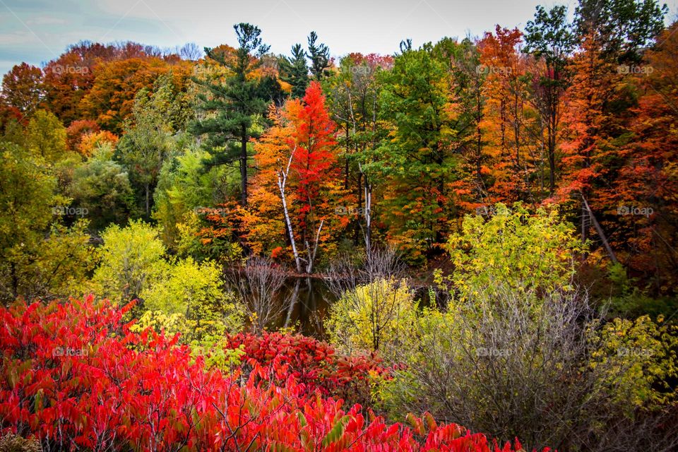 Gorgeous autumn forest