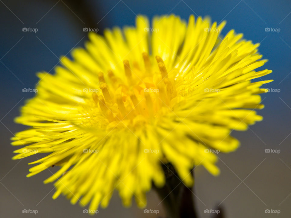 Sweet coltsfoot - one of the first early spring yellow flower