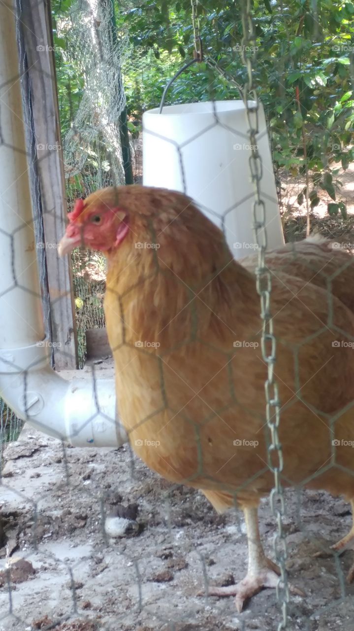 Henrietta the chicken