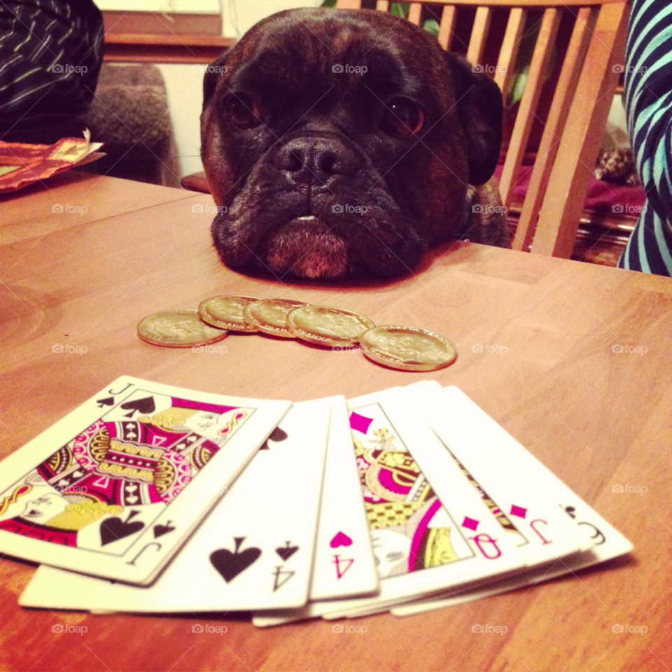 french bulldog bulldog gambling poker by thecrazyludwig