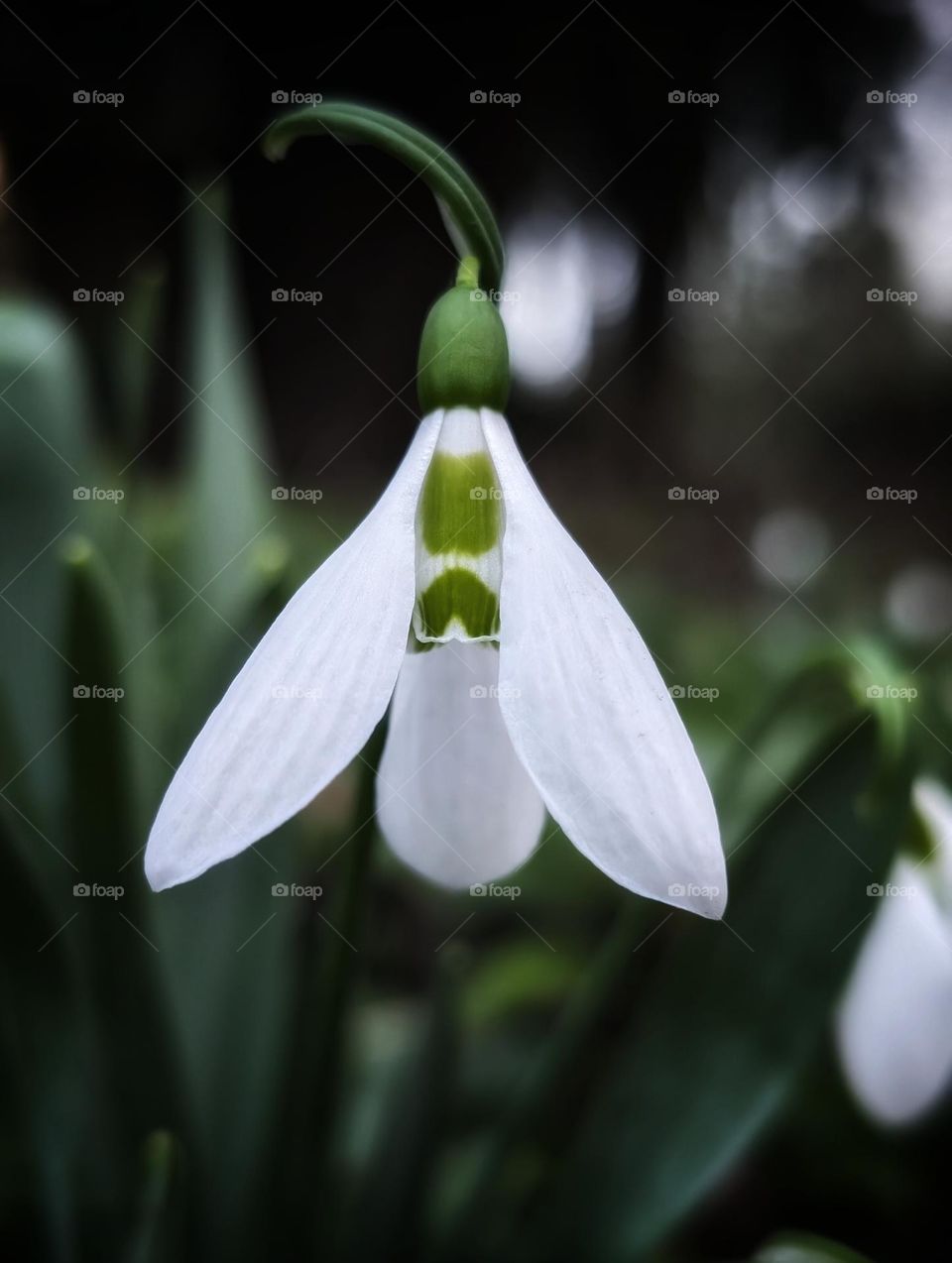 The heart of a springbell