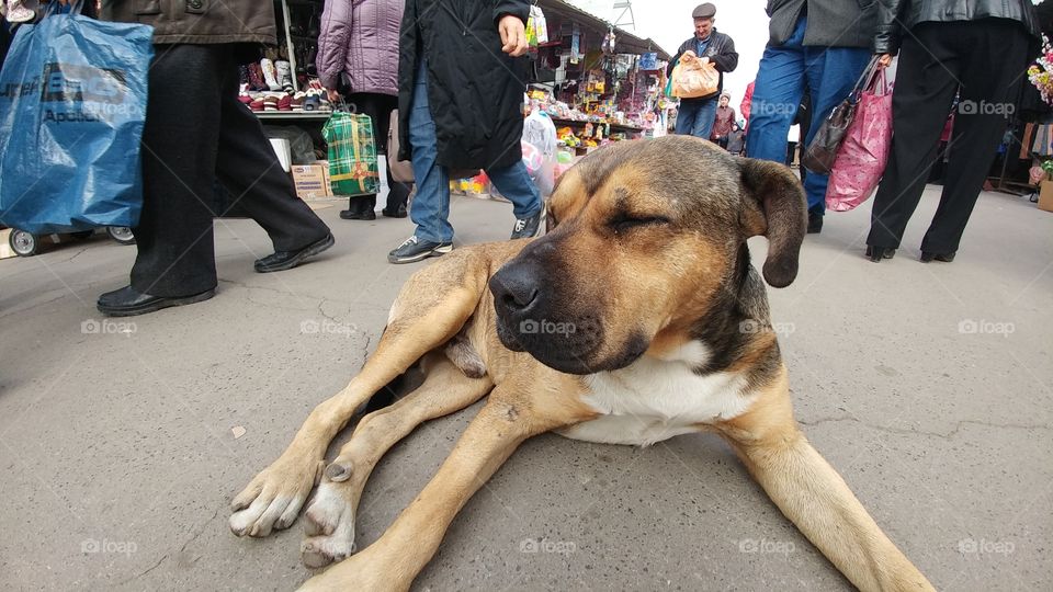 This dog is making his decision if he wants to sleep some more.