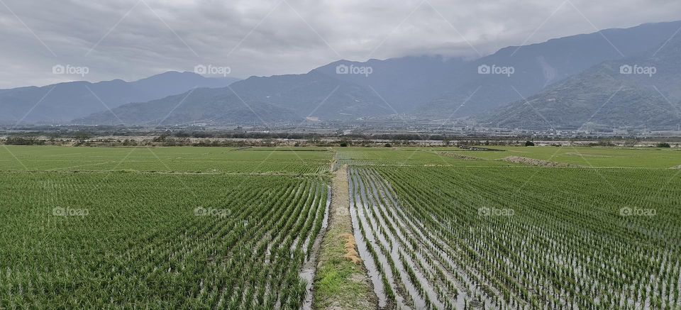 aerial view of rice fields in taiwan