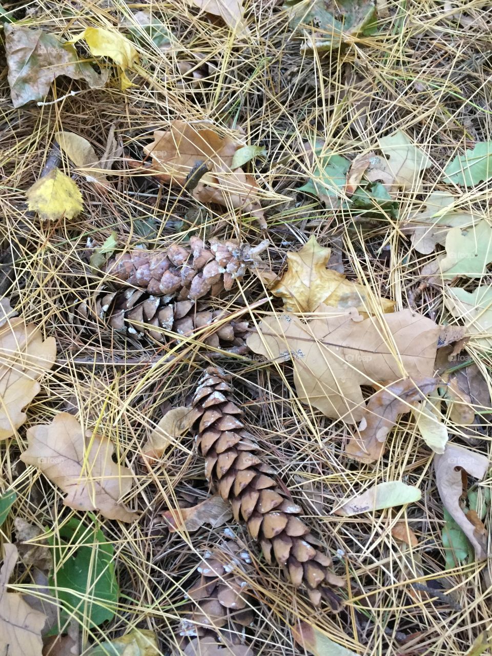Fir cones 