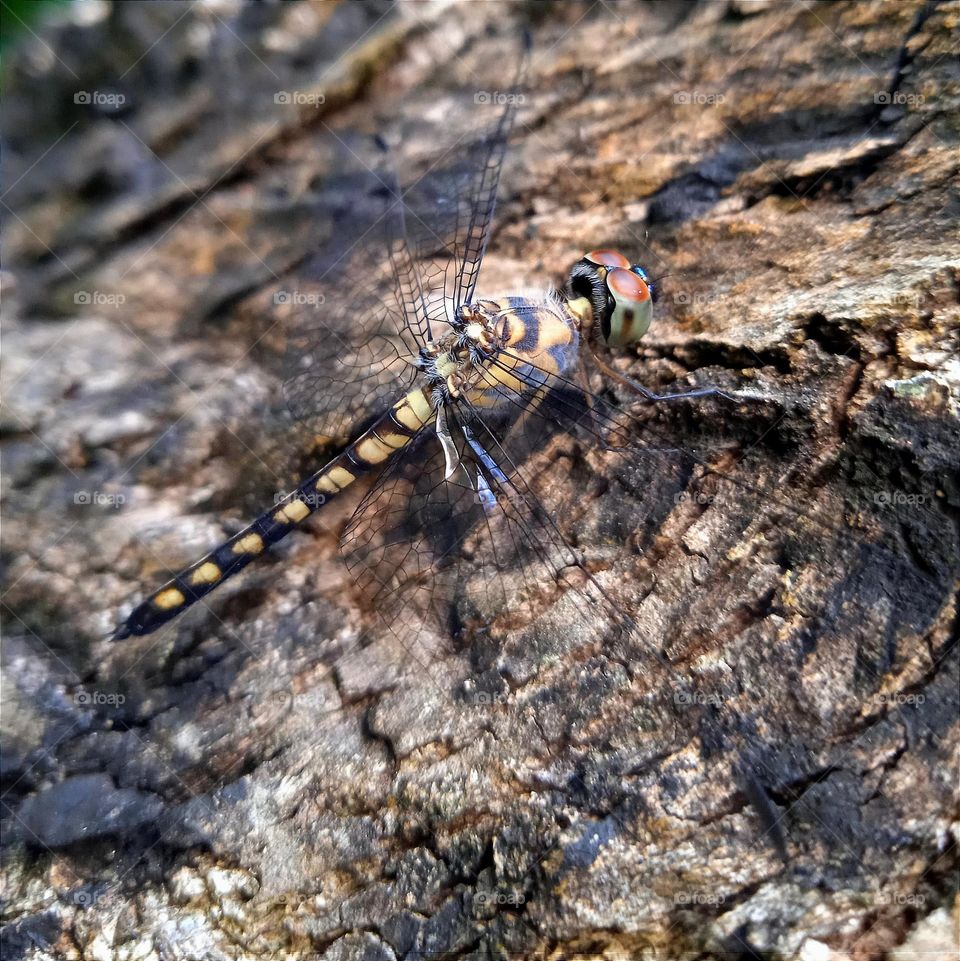 Beige black striped dragonfly with transparent wings and brown eyes.