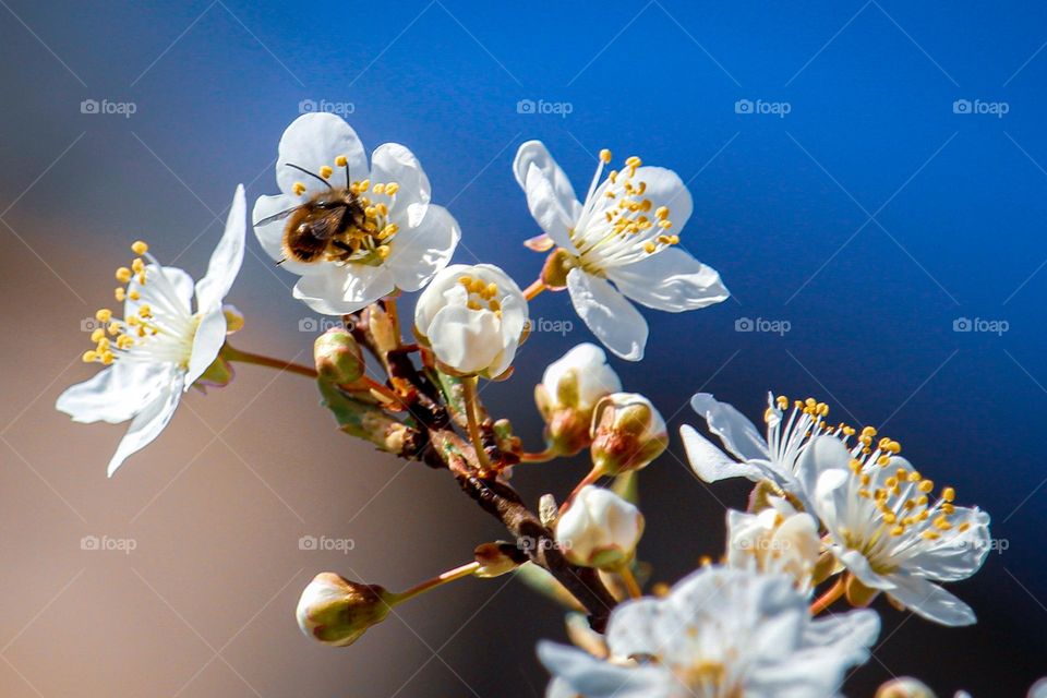 a bee at the white spring flowers