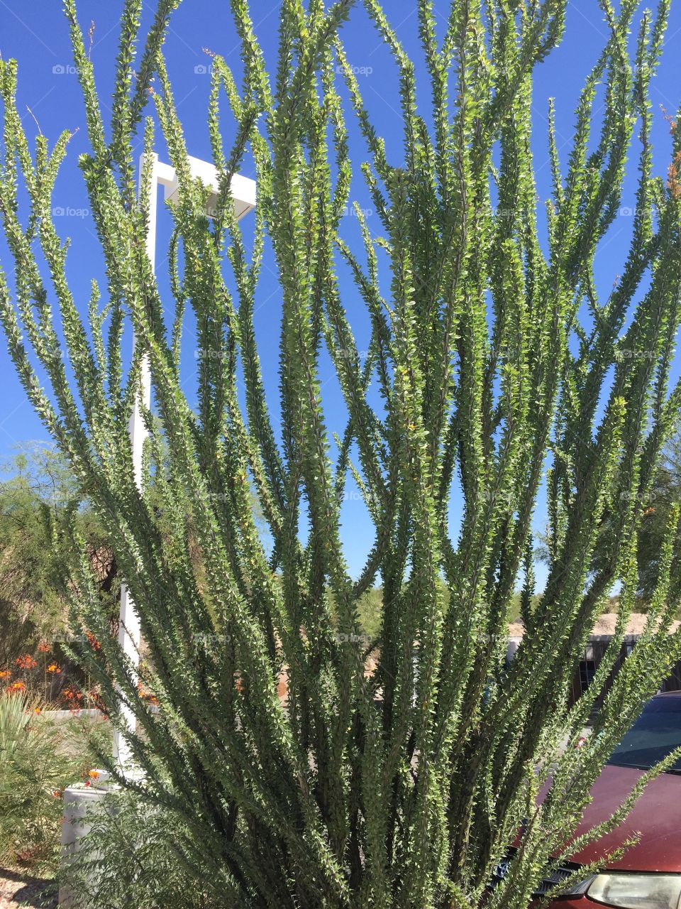 Arizona plants