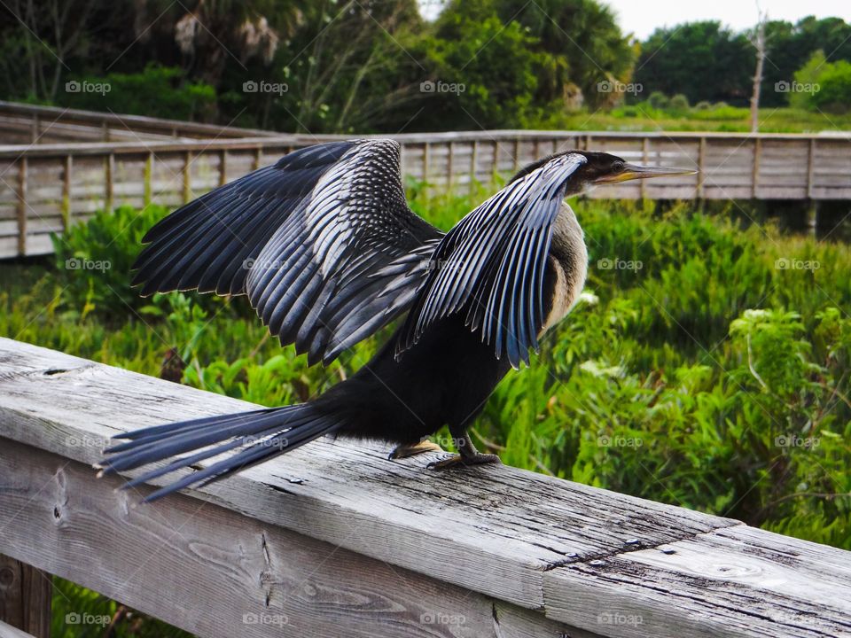 Bird perching on wood