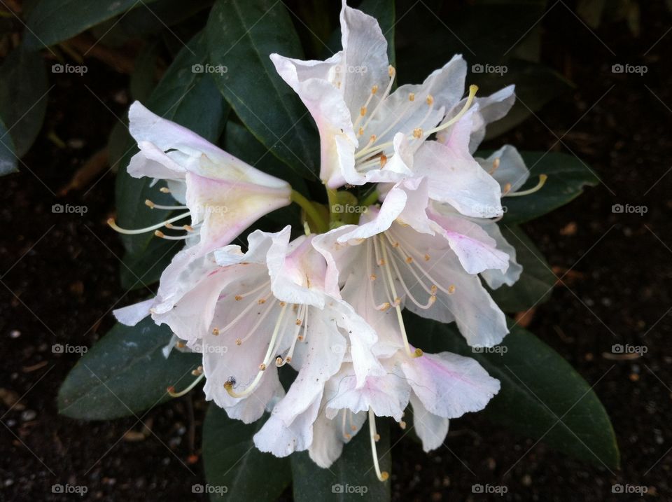 White azalea