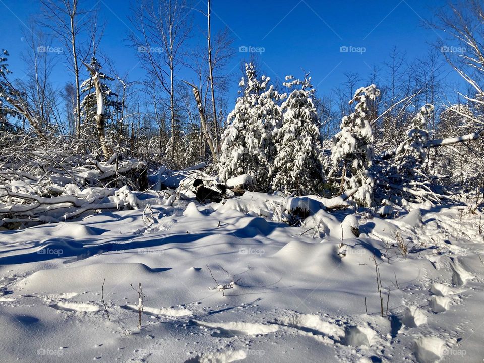 This Bernedoodle is having a ball in the snow.