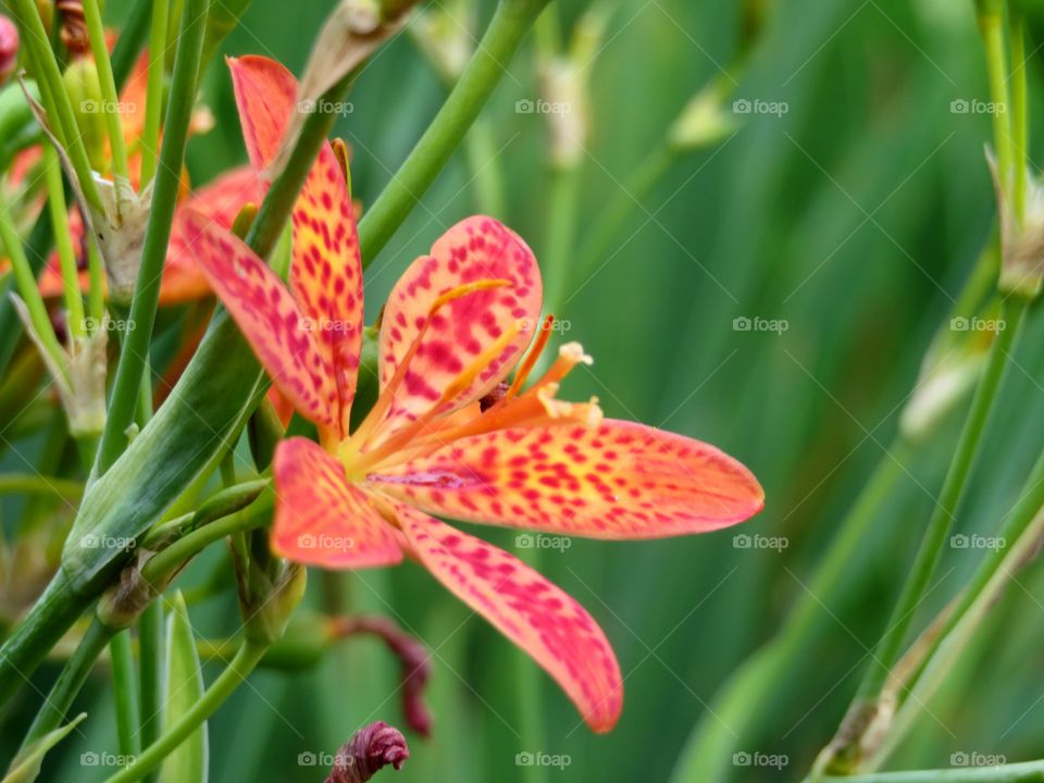 Leopard Lily