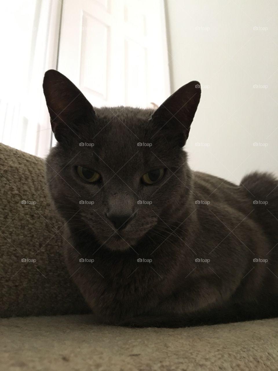 Grey cat - looking at camera