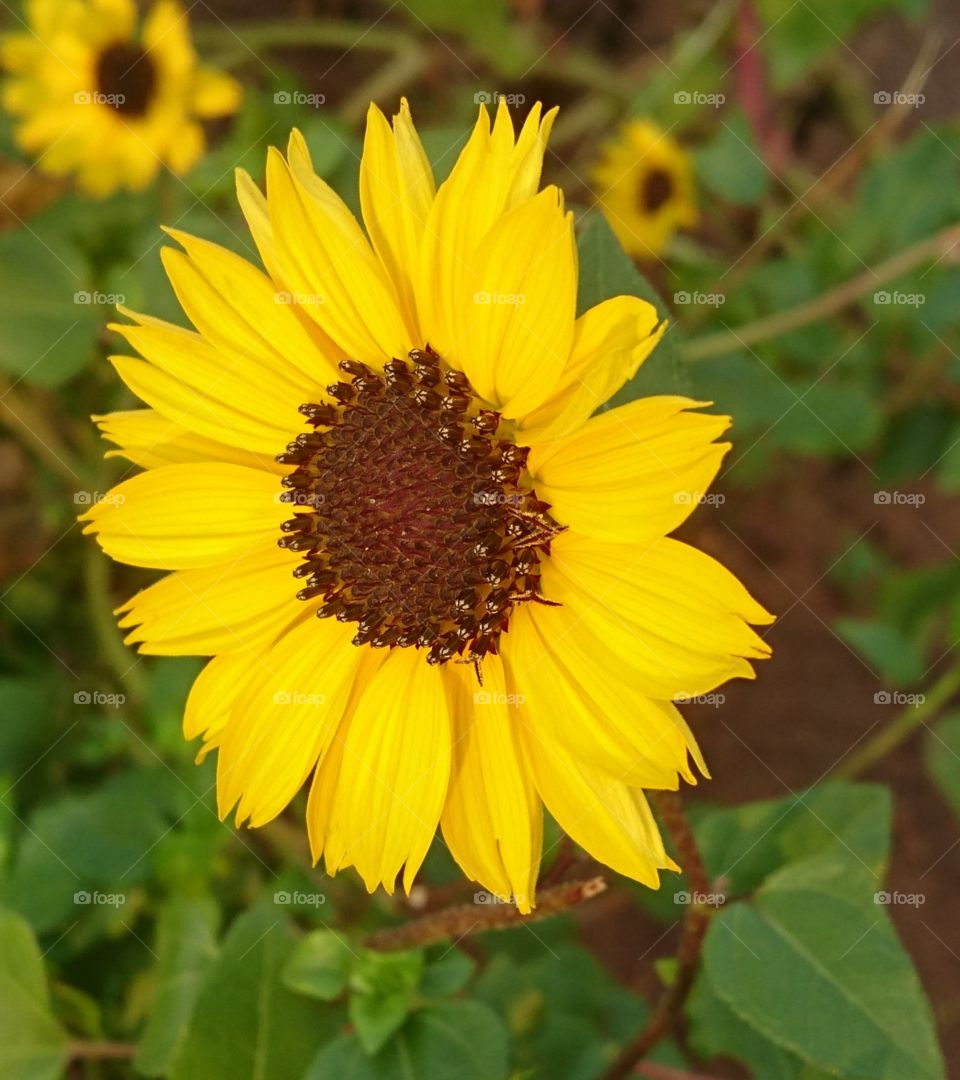 India Puducherry barathi park sun flowers