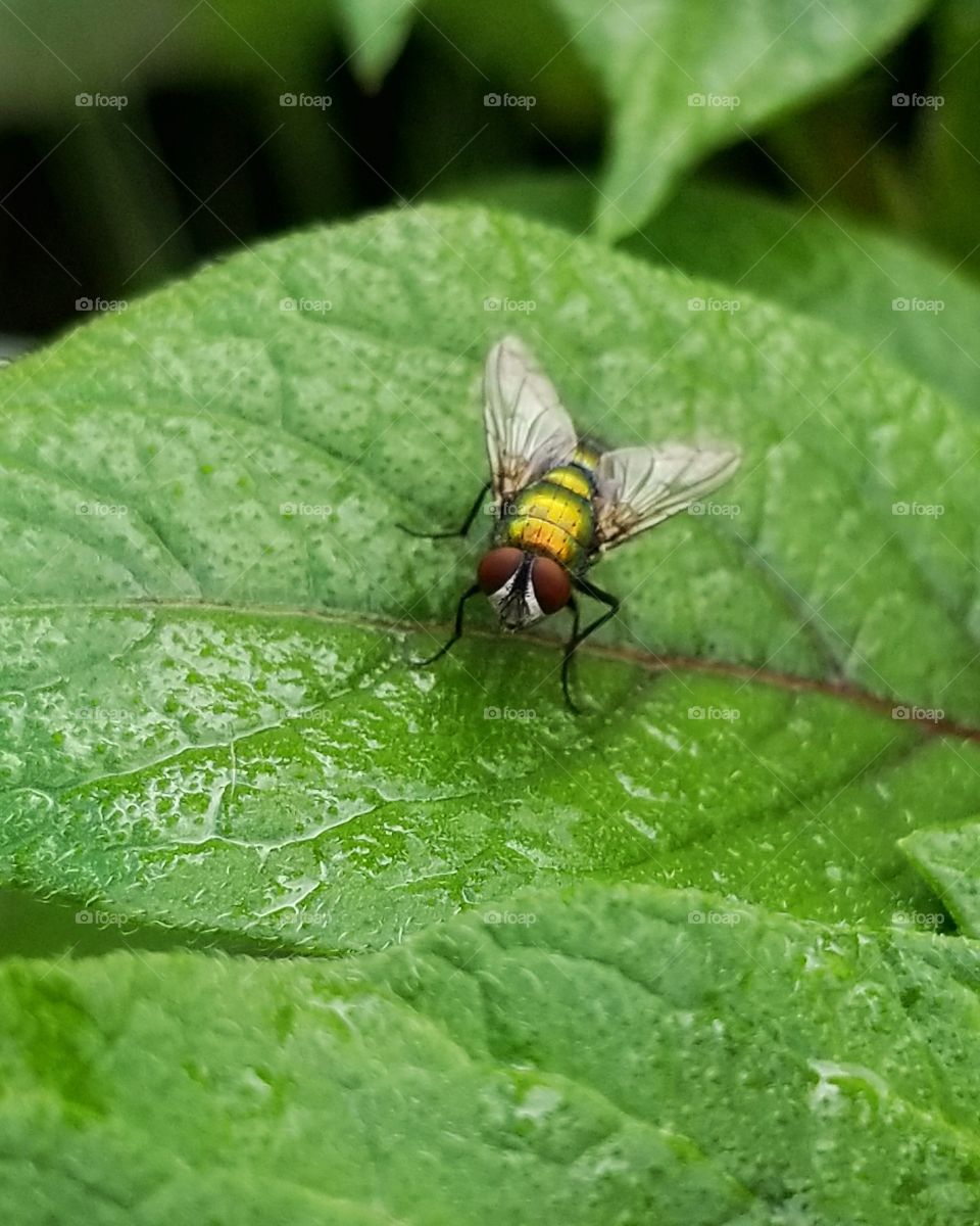 Green fly on a leaf