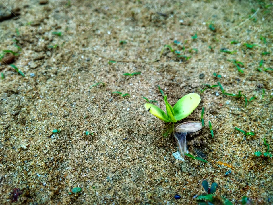 little plant